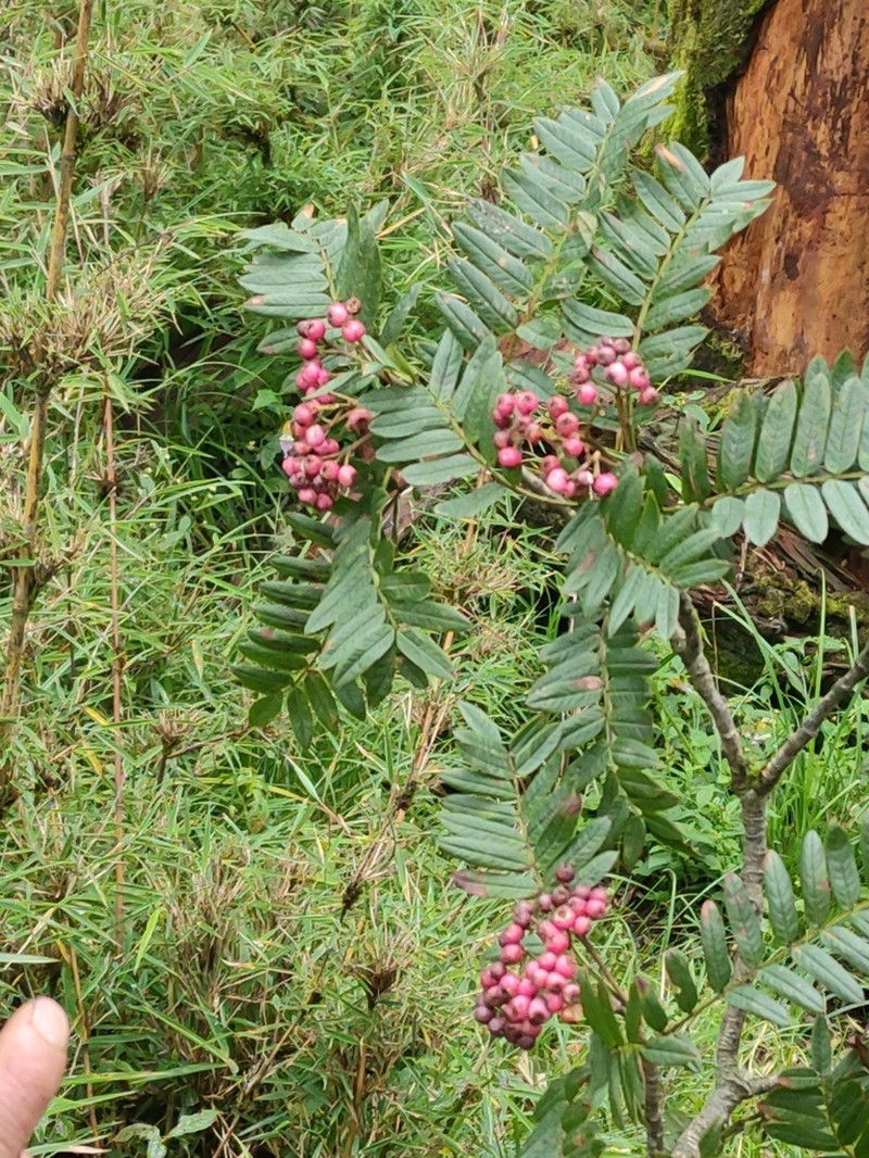 Sorbus microphylla photo 5