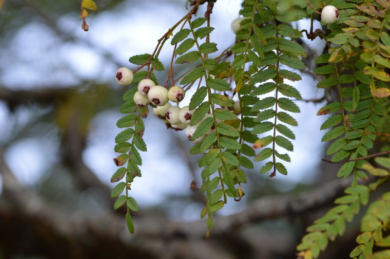 Sorbus microphylla photo 6