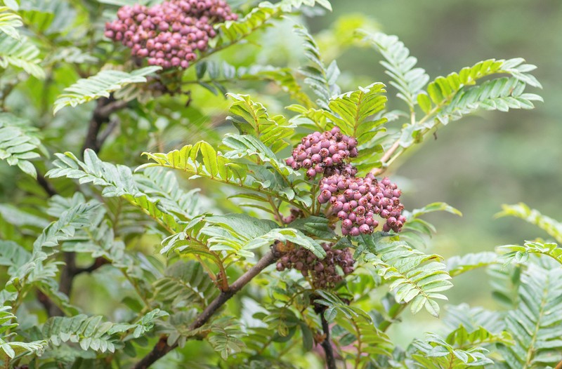 Sorbus microphylla photo 7