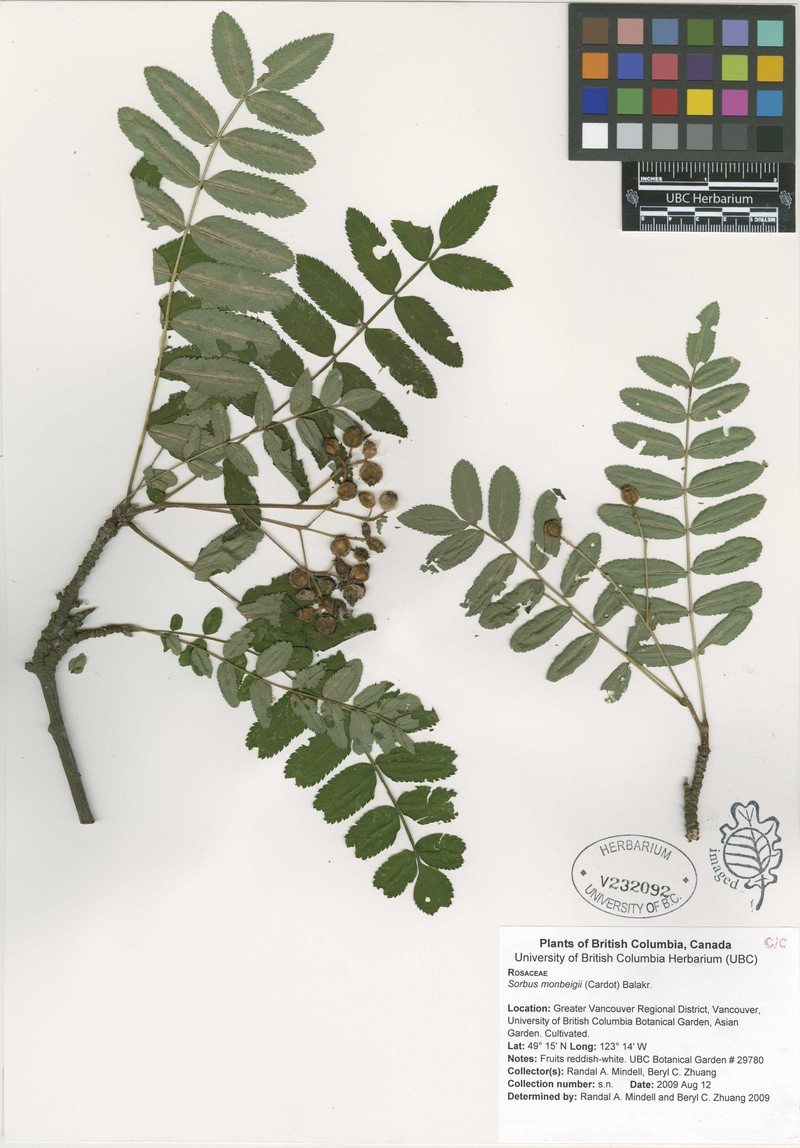 Sorbus monbeigii