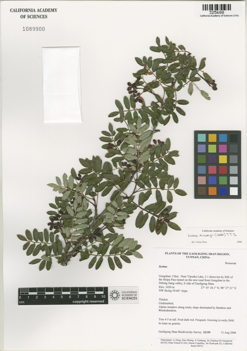 Sorbus monbeigii photo 2