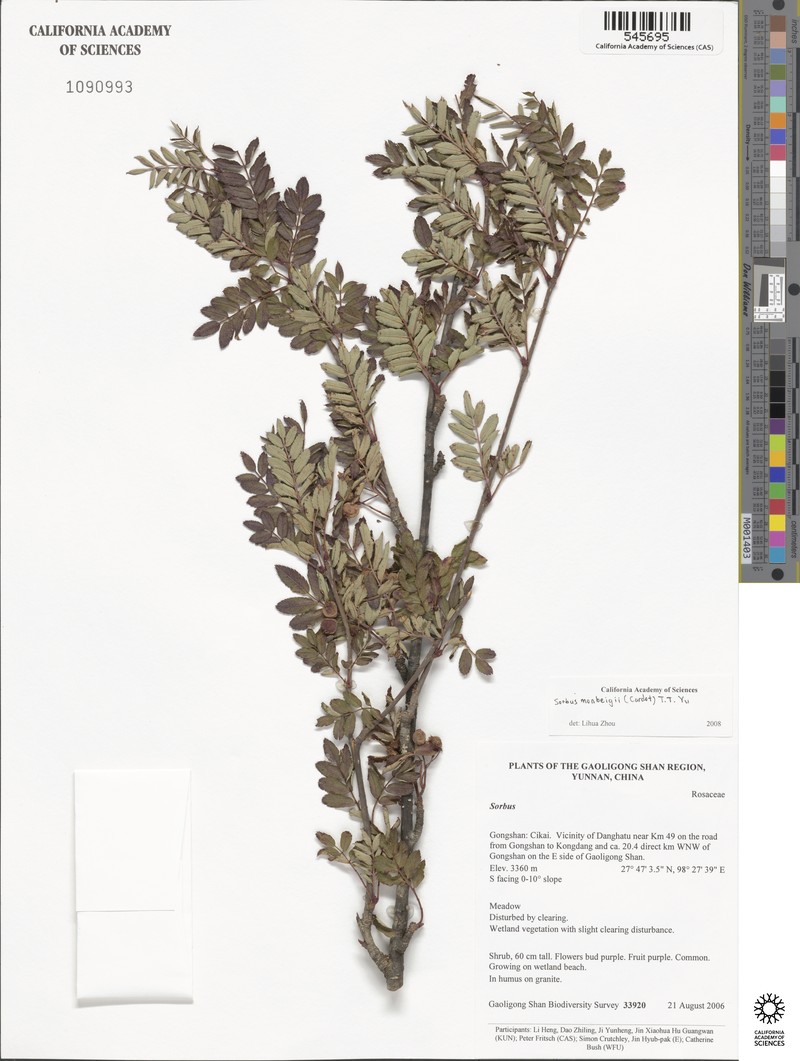 Sorbus monbeigii photo 3
