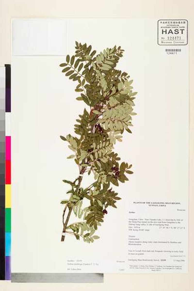 Sorbus monbeigii photo 4
