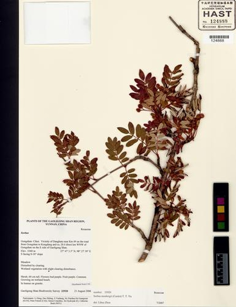 Sorbus monbeigii photo 5