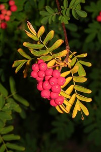 Sorbus occidentalis
