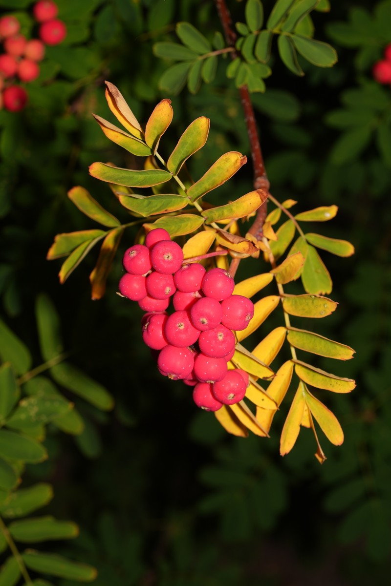 Sorbus occidentalis