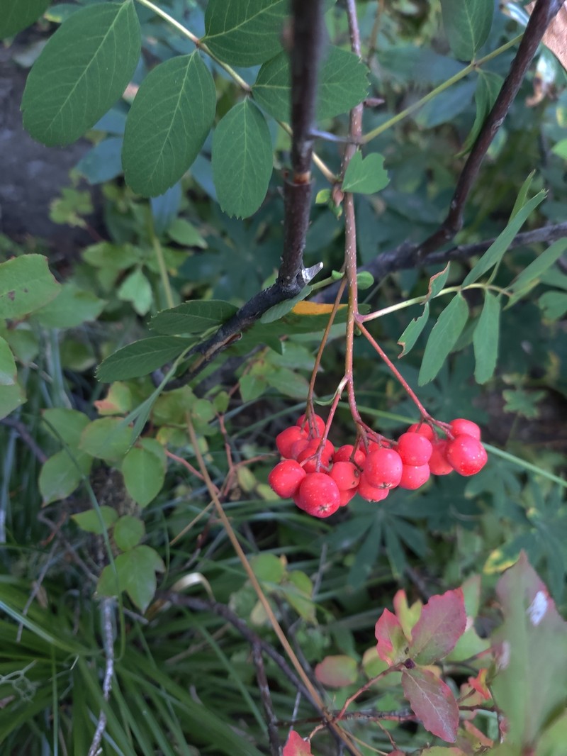 Sorbus occidentalis photo 2
