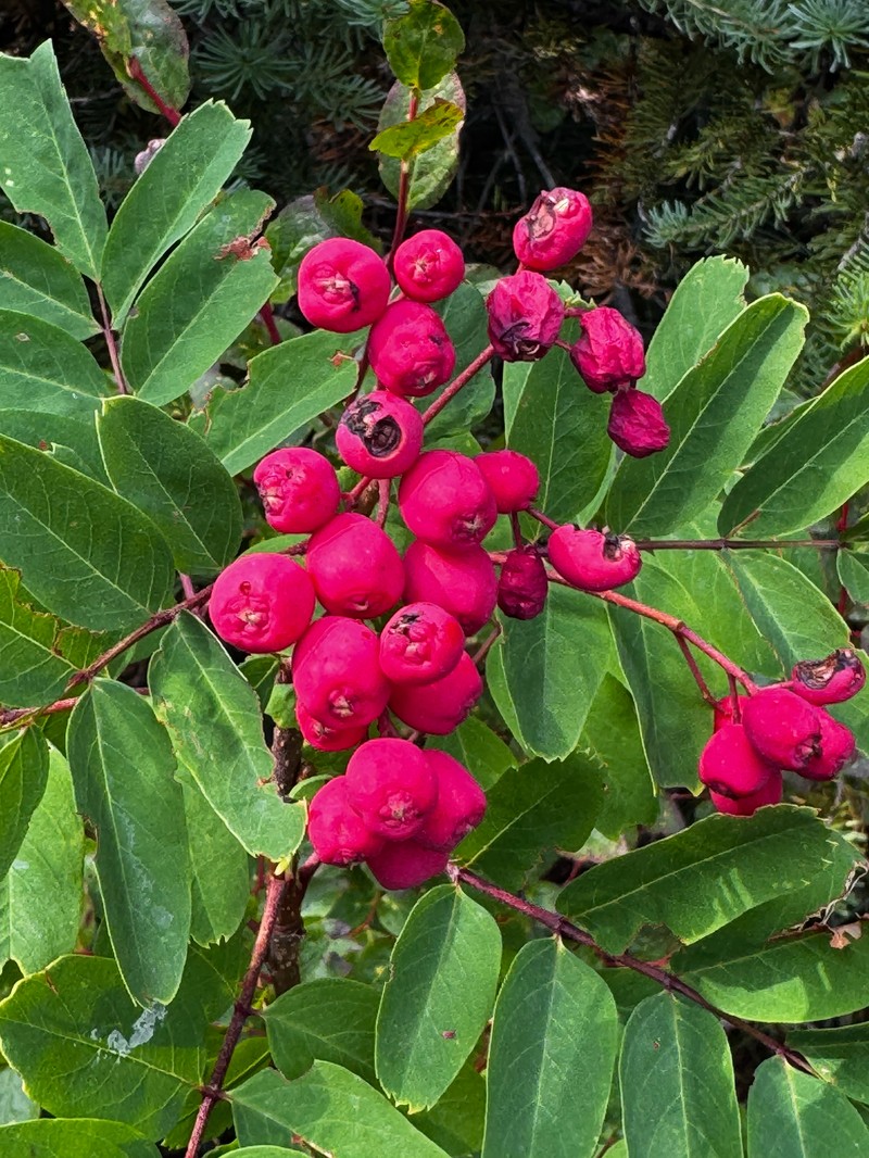 Sorbus occidentalis photo 3