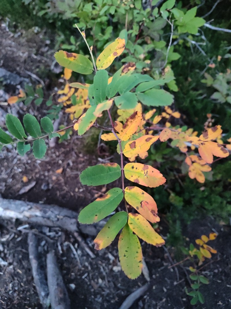 Sorbus occidentalis photo 4
