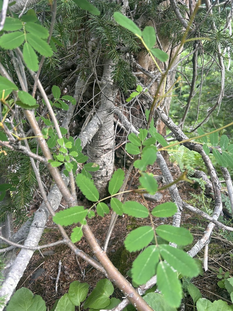 Sorbus occidentalis photo 5