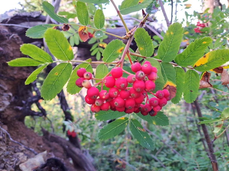 Sorbus occidentalis photo 6