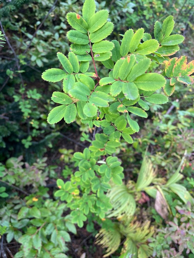Sorbus occidentalis photo 7