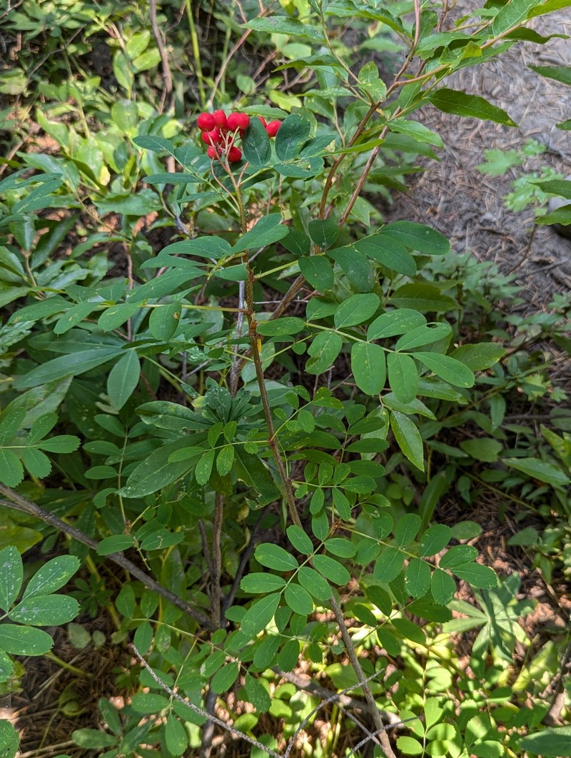Sorbus occidentalis photo 8