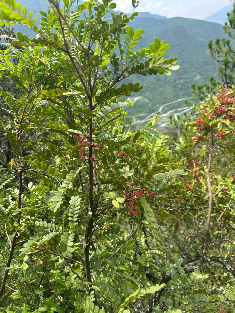 Sorbus oligodonta