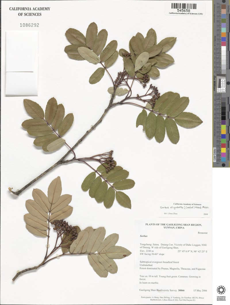 Sorbus oligodonta photo 2