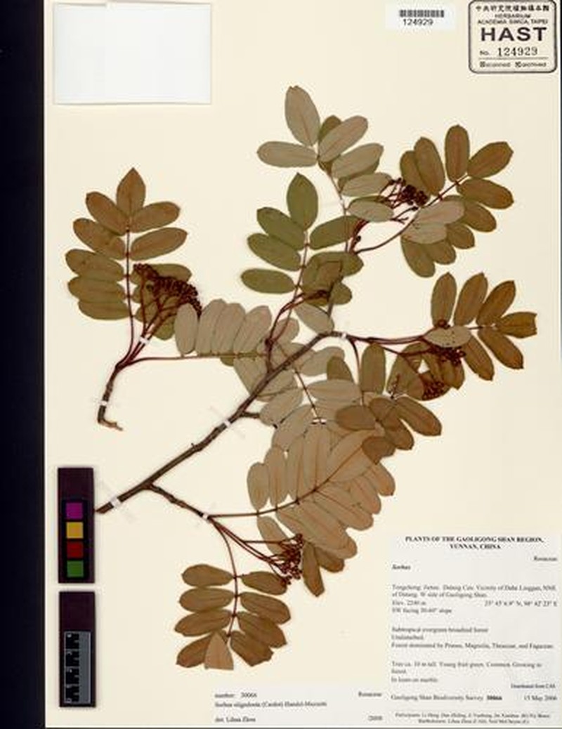 Sorbus oligodonta photo 3