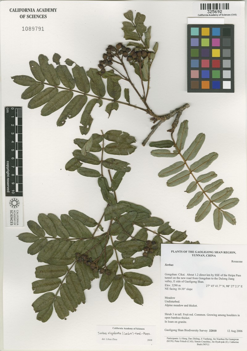 Sorbus oligodonta photo 4
