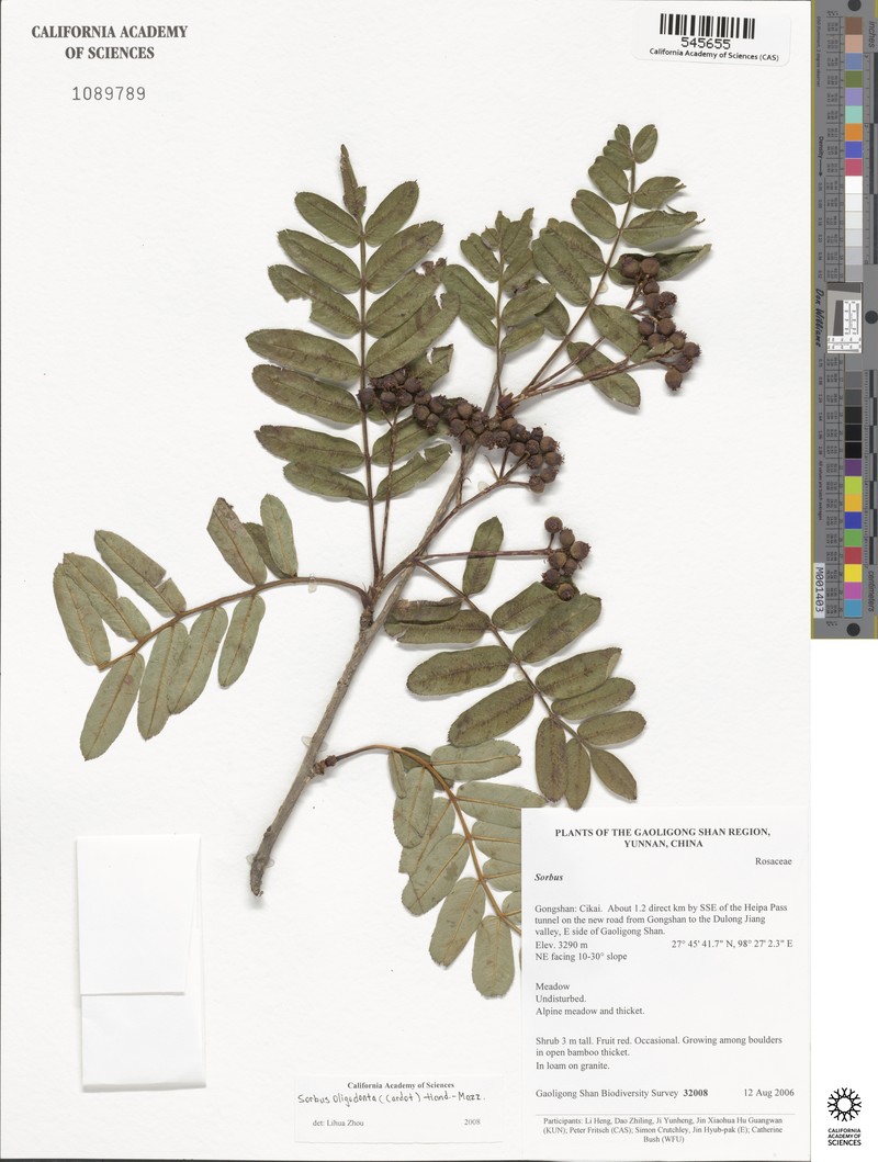 Sorbus oligodonta photo 5
