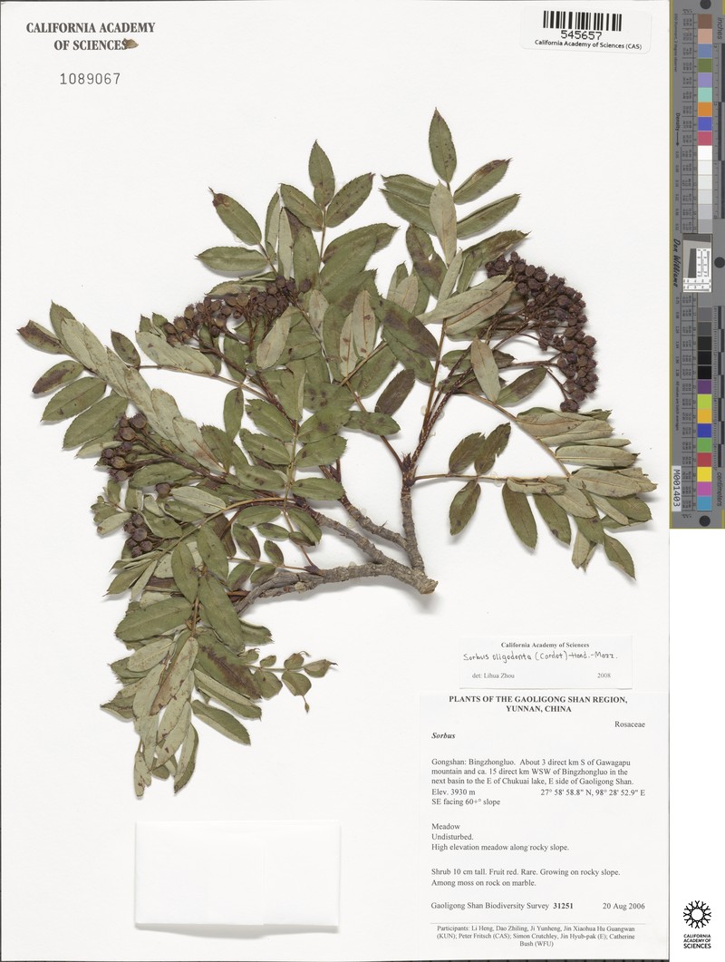 Sorbus oligodonta photo 6