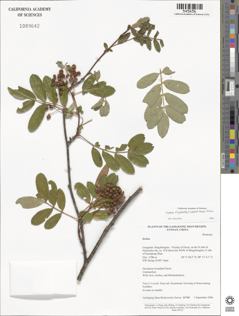 Sorbus oligodonta photo 7