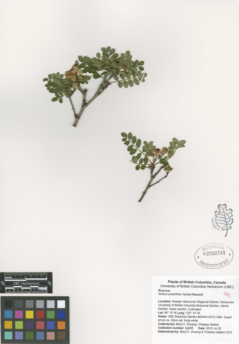 Sorbus poteriifolia photo 2