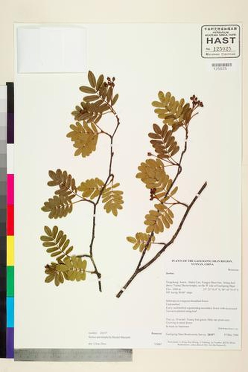 Sorbus poteriifolia photo 3