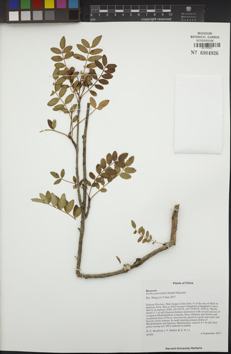 Sorbus poteriifolia photo 4