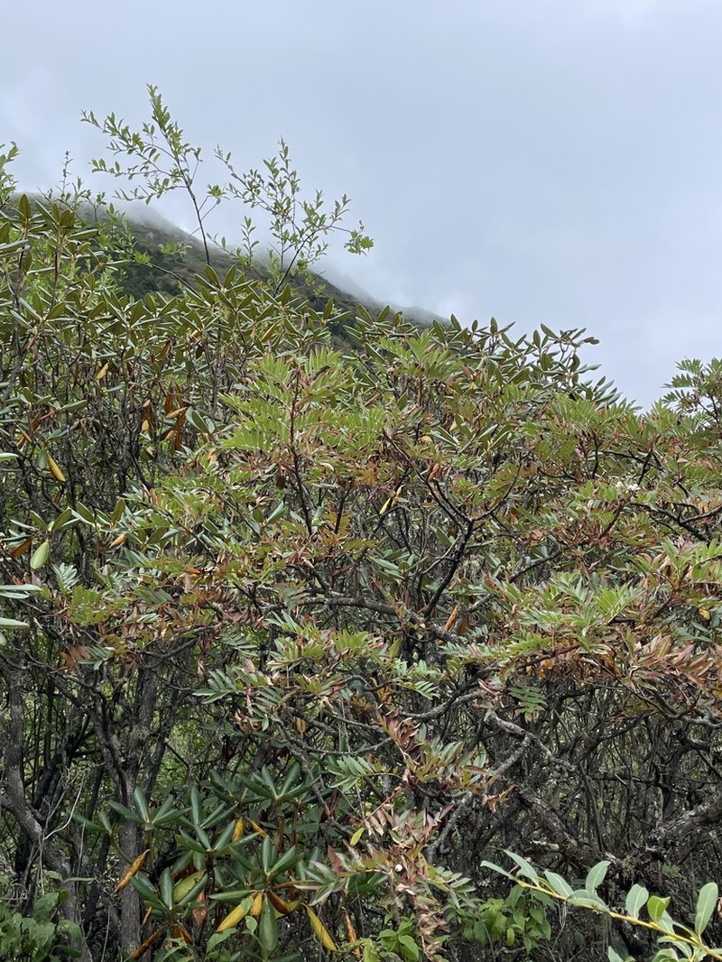 Sorbus prattii