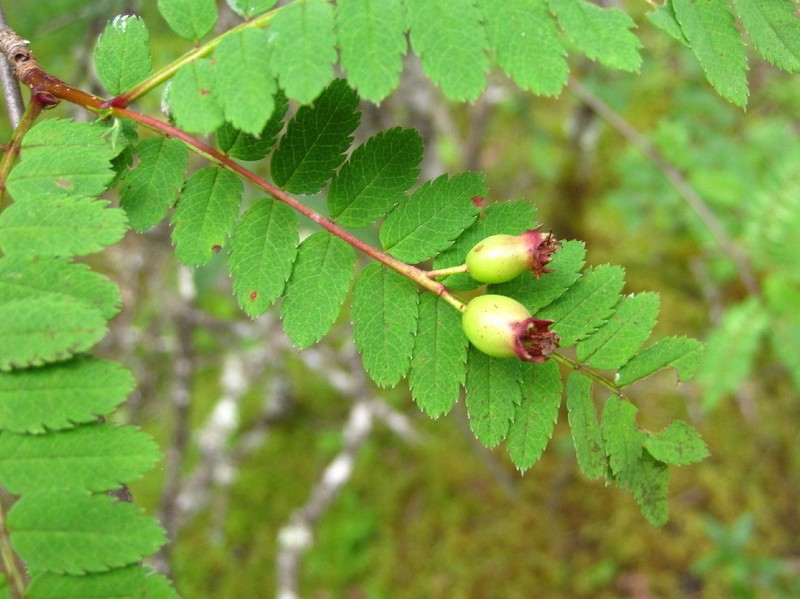 Sorbus prattii photo 2