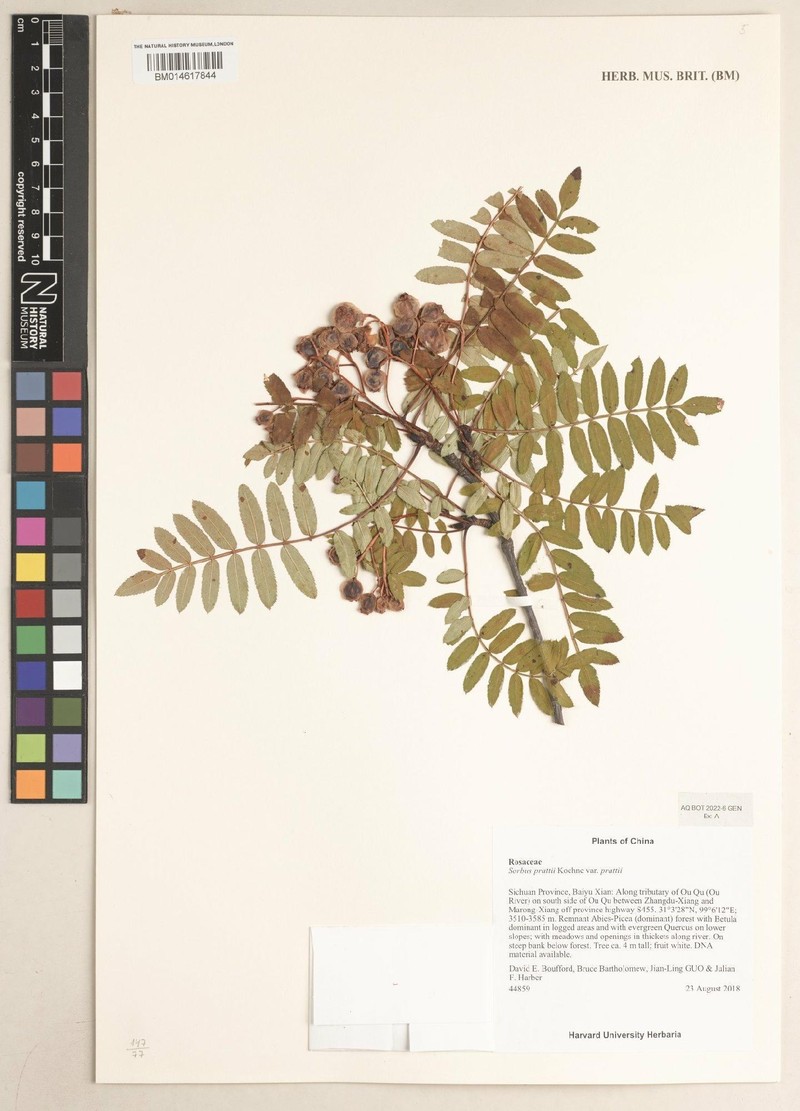 Sorbus prattii photo 3
