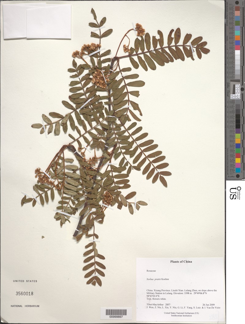 Sorbus prattii photo 4