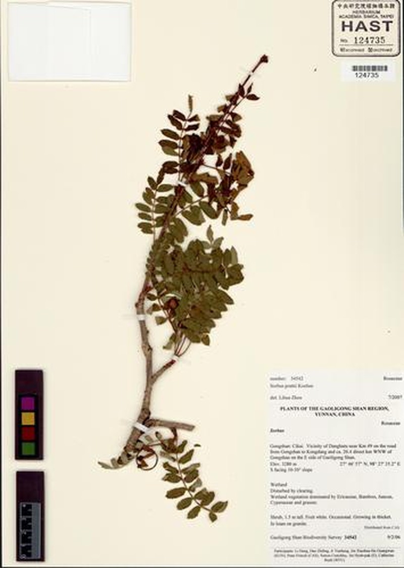 Sorbus prattii photo 5