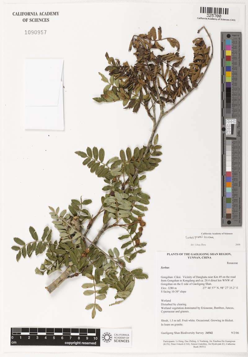 Sorbus prattii photo 6