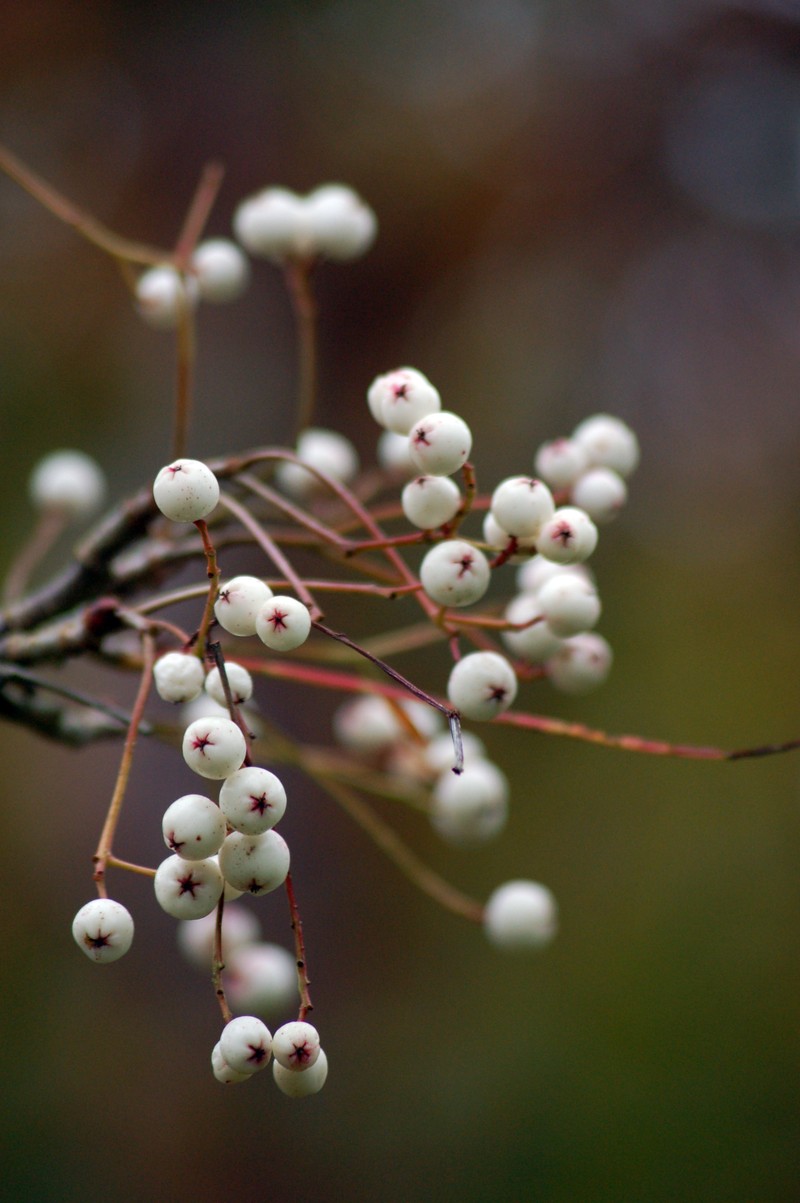 Sorbus pseudovilmorinii
