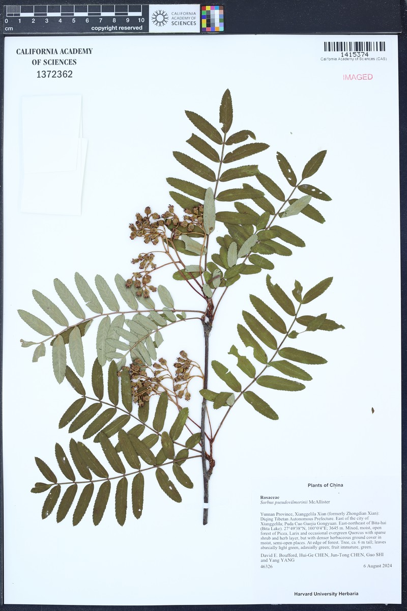 Sorbus pseudovilmorinii photo 2