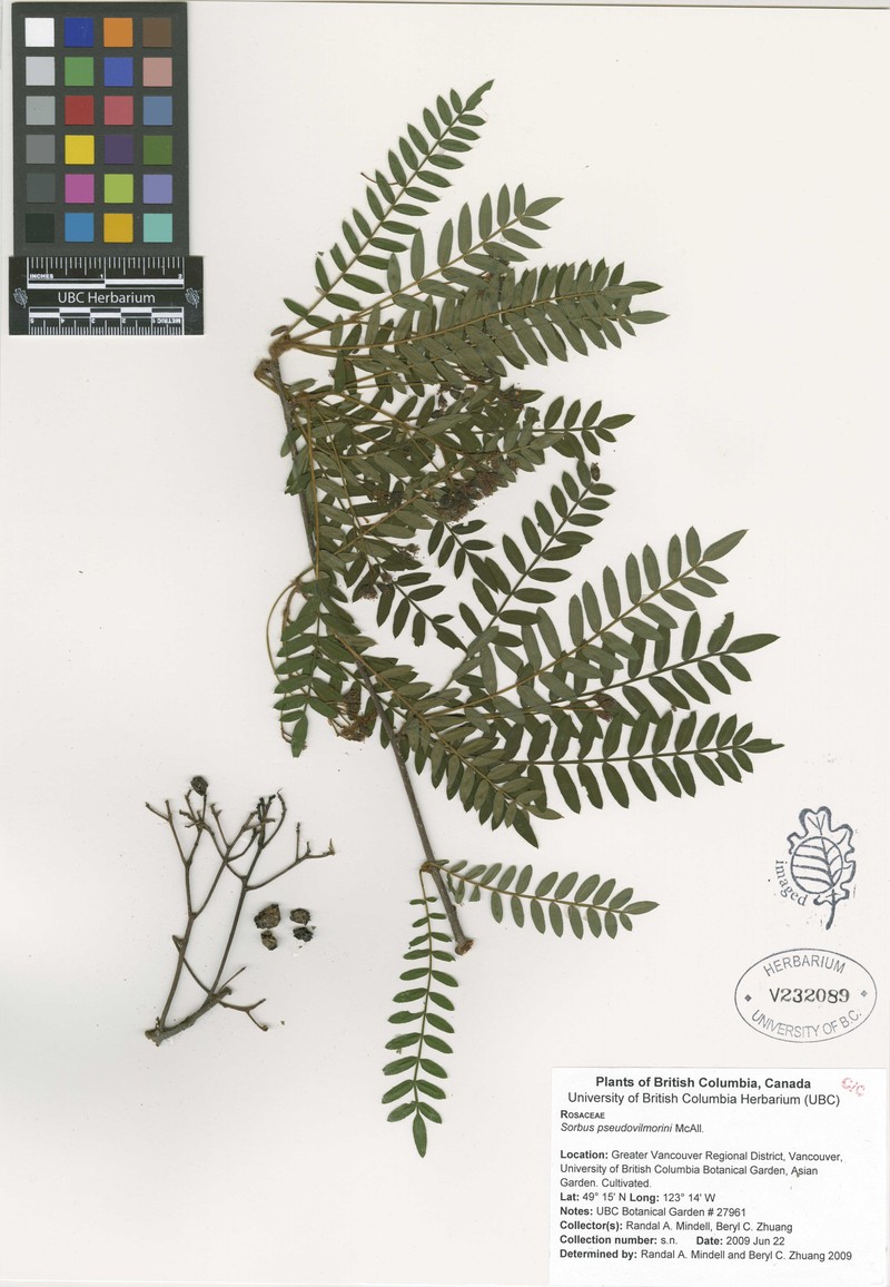 Sorbus pseudovilmorinii photo 3