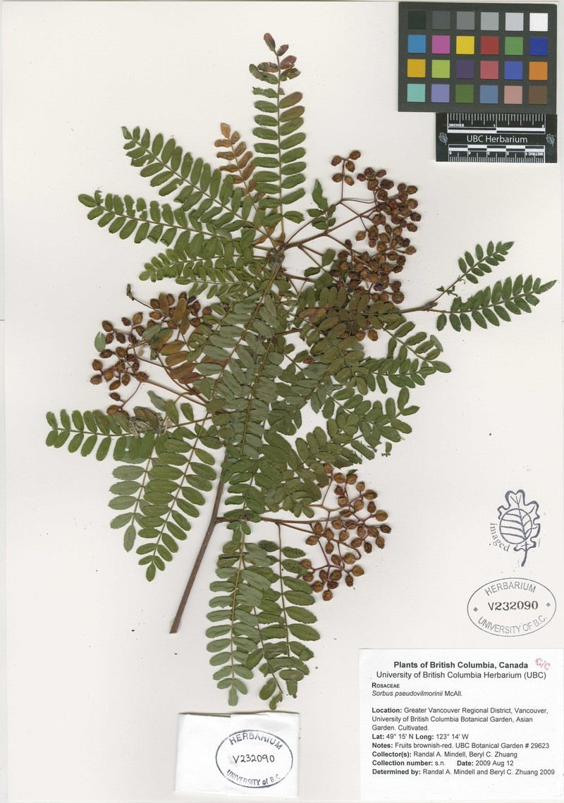 Sorbus pseudovilmorinii photo 4