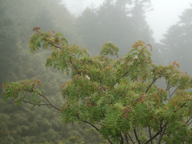 Sorbus randaiensis
