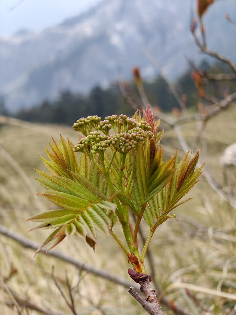 Sorbus randaiensis photo 2