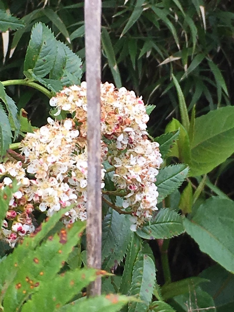 Sorbus randaiensis photo 4