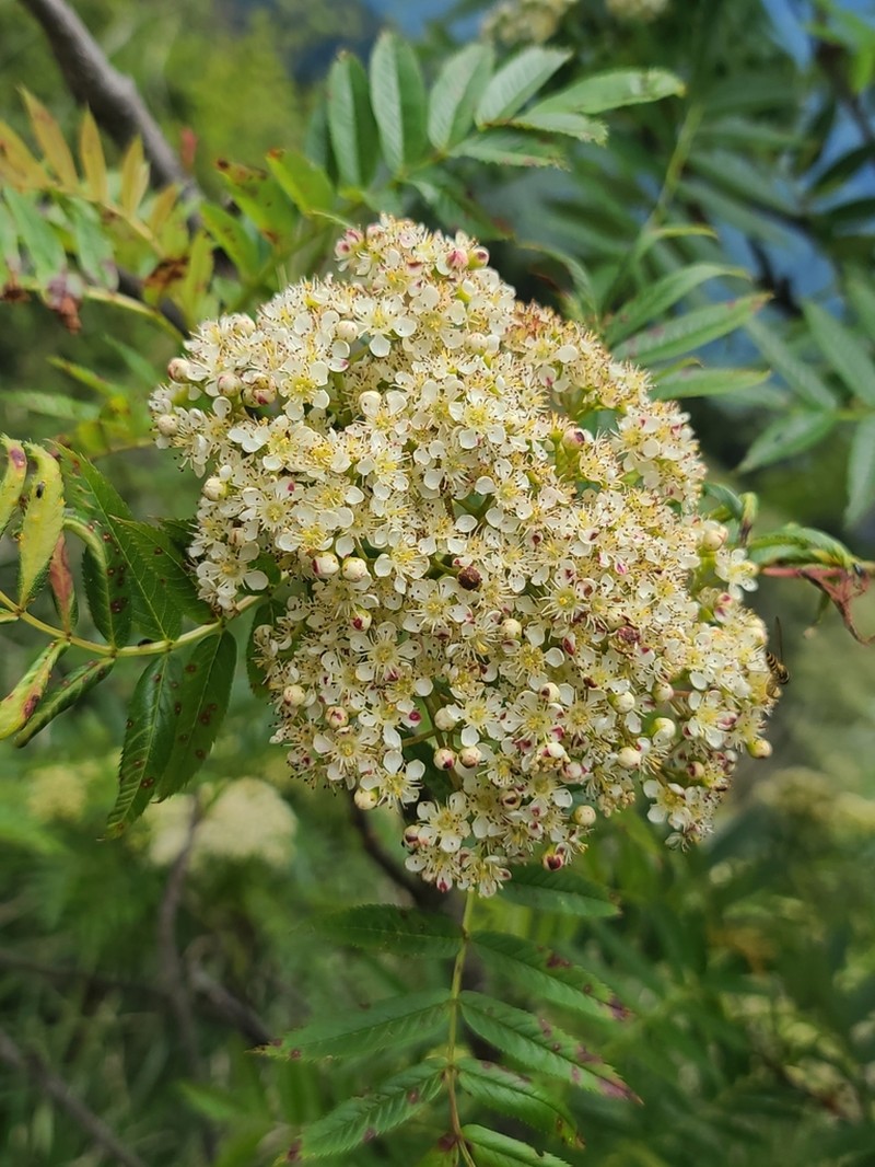 Sorbus randaiensis photo 5