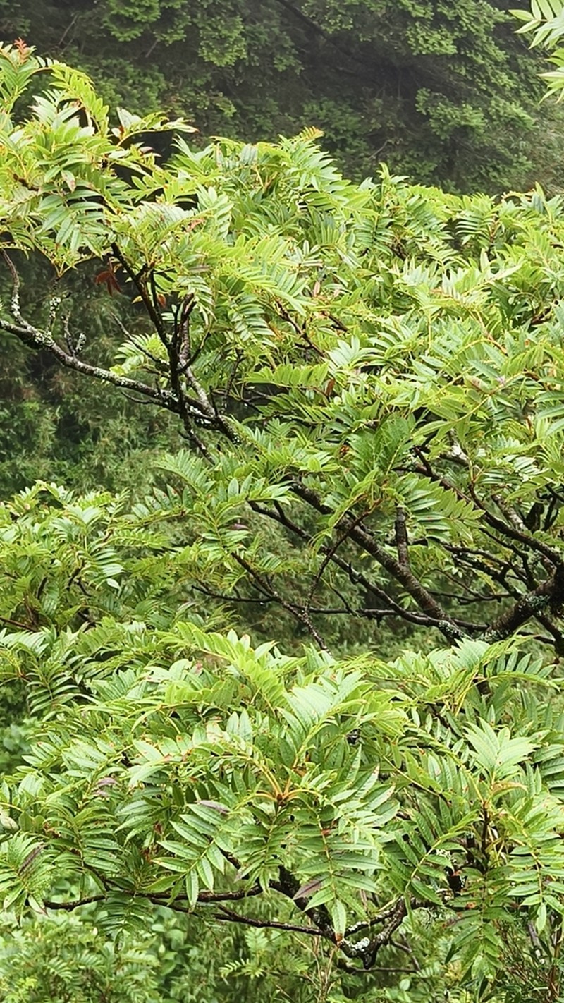 Sorbus randaiensis photo 6