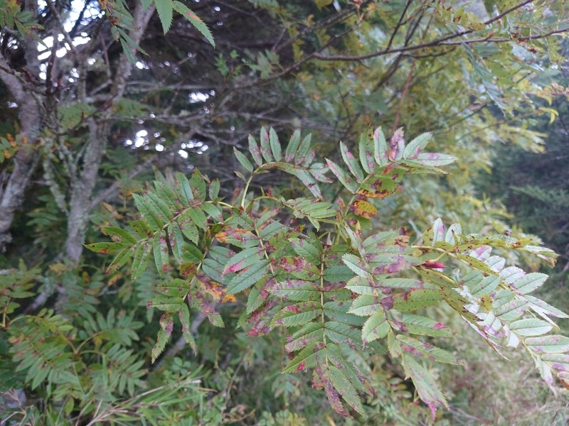 Sorbus randaiensis photo 7