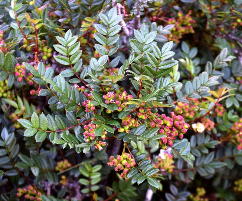 Sorbus reducta