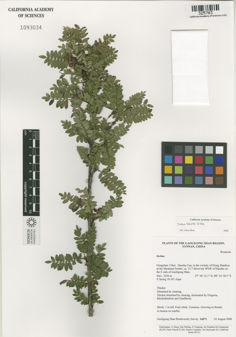 Sorbus reducta photo 3