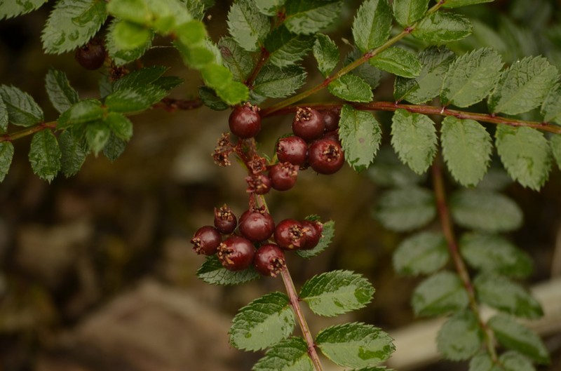 Sorbus reducta photo 5