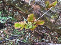 Sorbus rehderiana