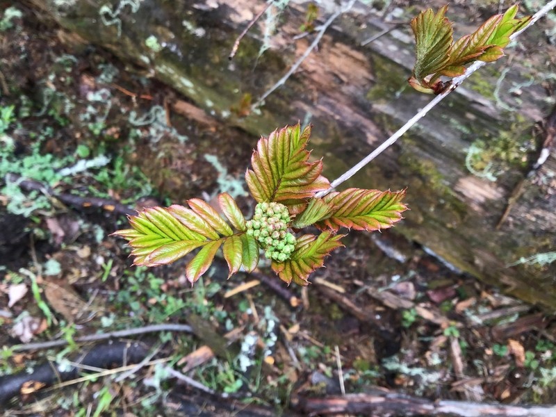 Sorbus rehderiana