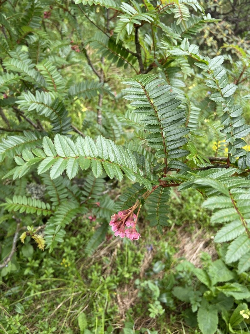 Sorbus rehderiana photo 2