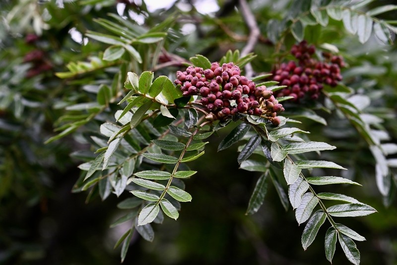Sorbus rehderiana photo 3